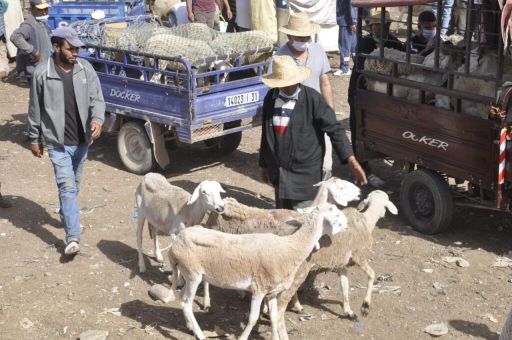 الغلاء يُلهب رحبة المواشي ويفاقم معاناة الكسابة