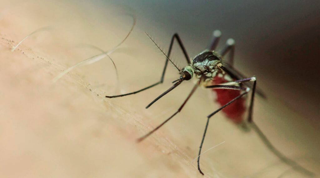 جحافل من البعوض و الناموس تجتاح مدينة طنجة