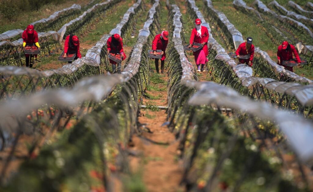 مصرع مغربية و إصابة 25 إمرأة من العاملات الموسميات بحقول الفرولة بإسبانيا