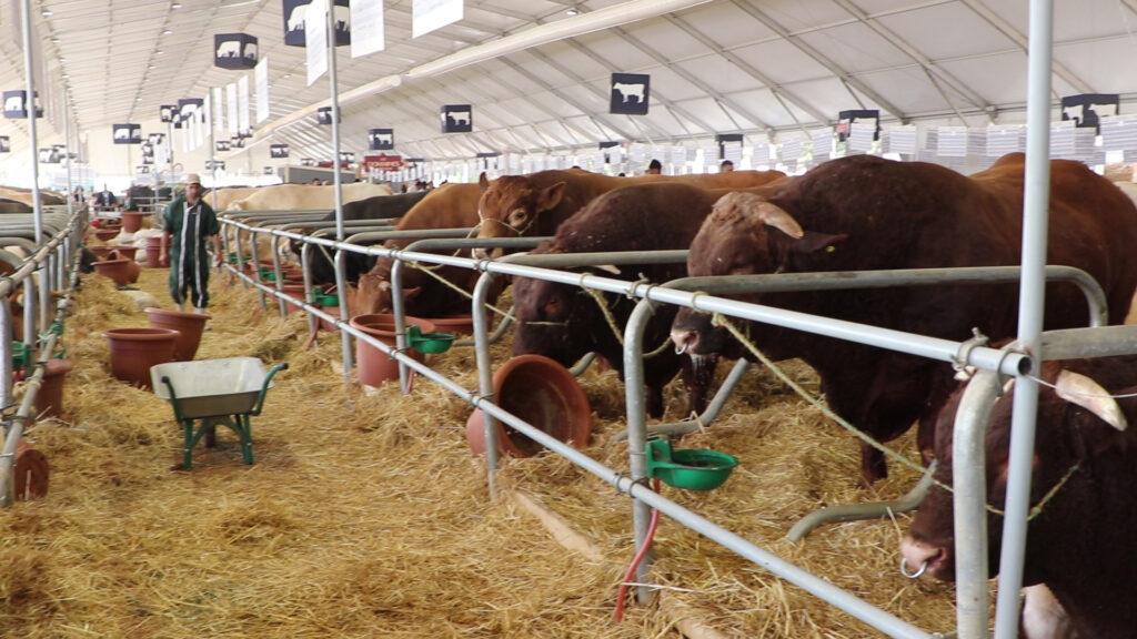 اللحوم الحمراء