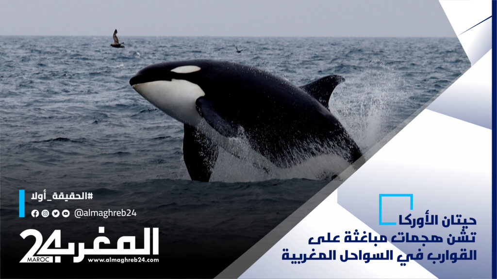 حيتان الأوركا الغاضبة تشن هجمات مباغثة على القوارب في السواحل المغربية (فيديو)