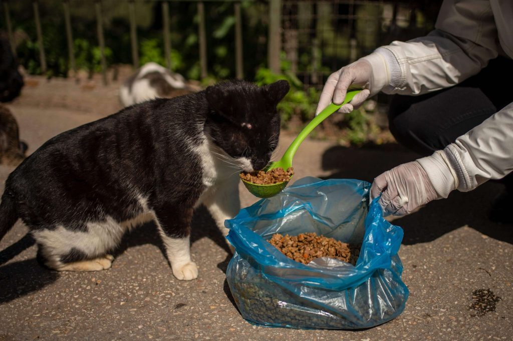 جماعة الرباط تُفرغ مقر جمعية مدافعة عن الحيوانات
