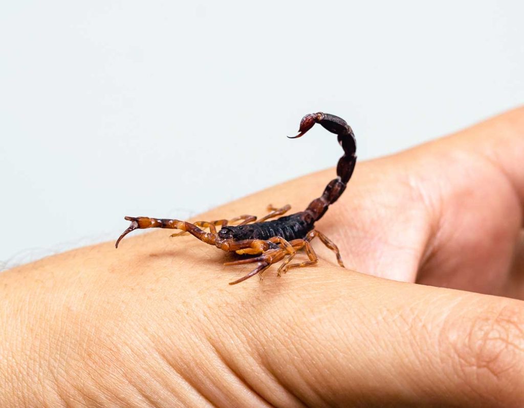 تحذيرات من تزايد عدد وفـ.ـيات لسعات العقارب بالمغرب