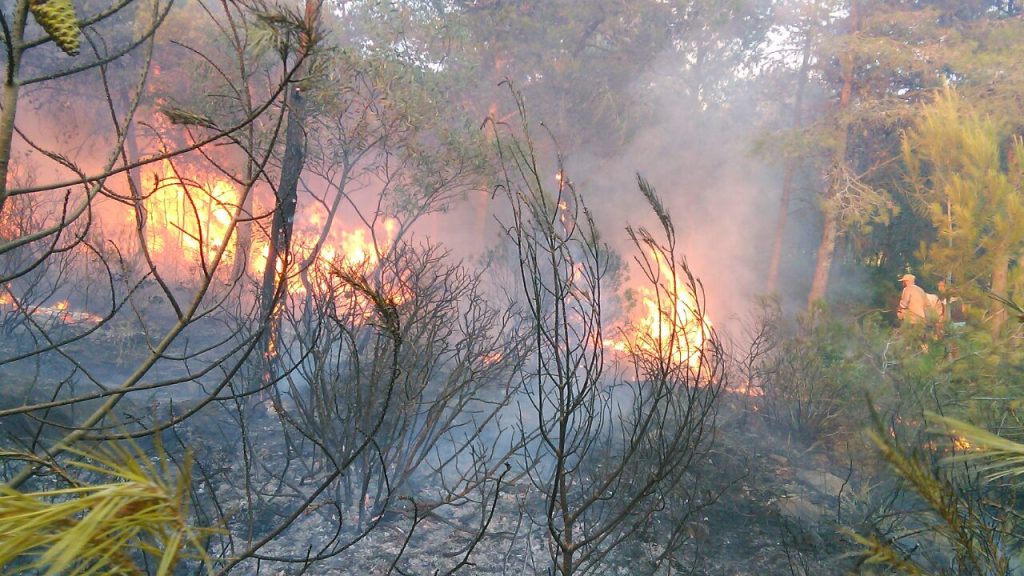 السيطرة على 85 % من حريق غابة كاب سبارتيل بطنجة