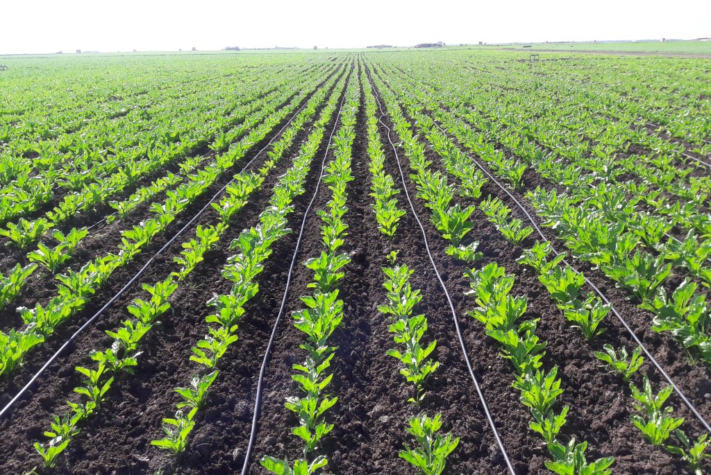 دعم مالي إضافي لفلاحي السلسلة السكرية المغربية