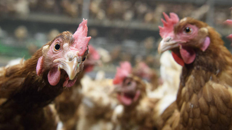 حجز فضلات دجاج موجّهة لتسمين الماشية بخنيفرة