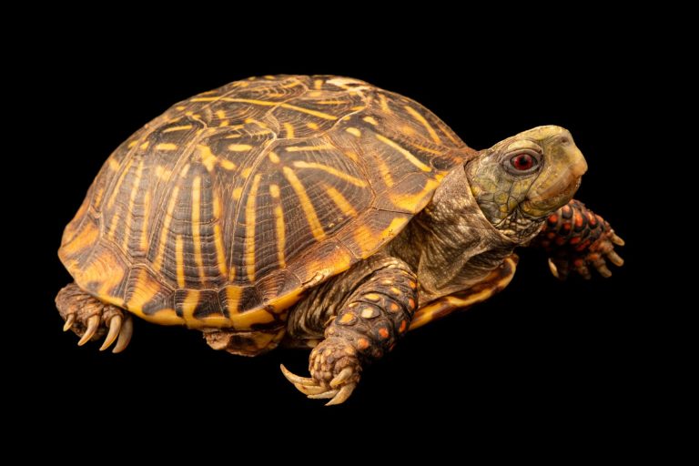 سلحفاة تافروفيس المغربية تفتح نافذة على عالم ما بعد انقراض الديناصورات