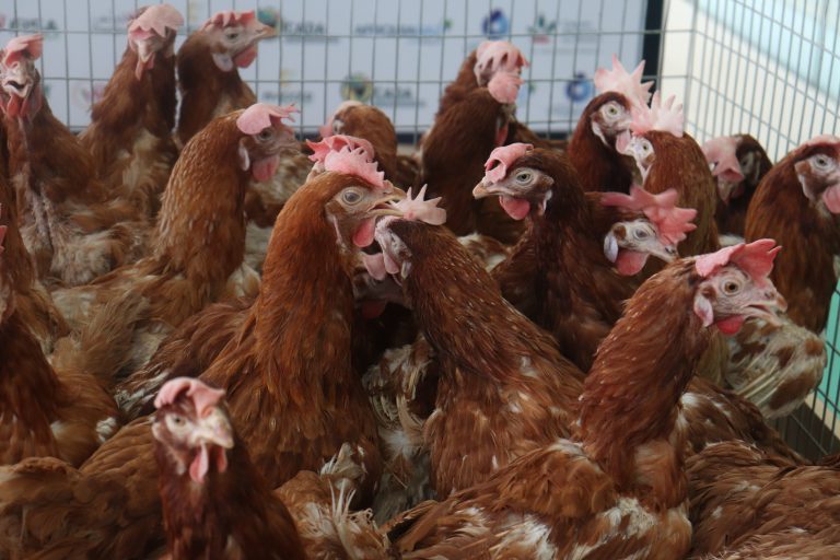 افتتاح الدورة السادسة والعشرين لمعرض دواجن 2025 بمدينة الجديدة