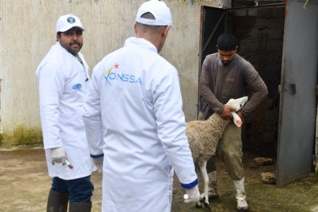 القصر الكبير .. تنظيم قافلة بيطرية ميدانية لمعالجة وتلقيح الماشية بالمناطق المتضررة من الفيضانات