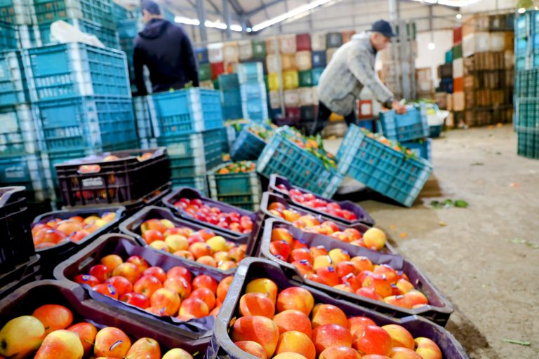أسواق الجملة تسجل تراجعا في أسعار الخضر والفواكه مع تحسن الموسم الفلاحي